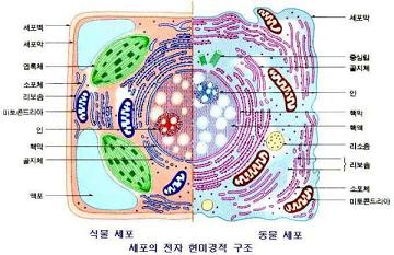 결장 조직학 잔 세포